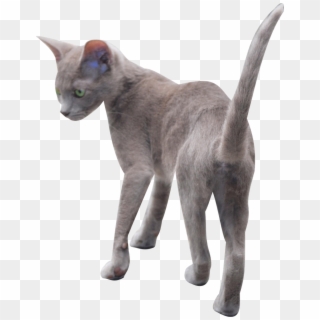 Free Digital Kitten Png - Png Russian Blue Kitten, Transparent Png