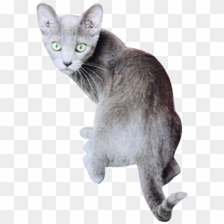 Free Digital Kitten Png - Domestic Short-haired Cat, Transparent Png