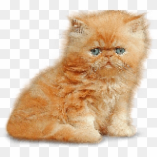 Kitten Png Transparent Images - Kitten Pngs, Png Download