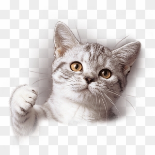 Do You Want A 'talkative' Cat - Whiskas Cat Breed, HD Png Download