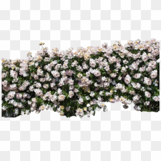 Pano On The Wall Of Roses - Wall Flower Rose Png, Transparent Png