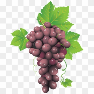 Grape Clipart Transparent Background - Free Vector Wine Grapes, HD Png Download