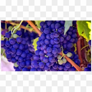 Medium Image - Purple Grapes, HD Png Download