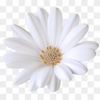 Sekadadesigns Goodnight Element Found On Polyvore Button - African Daisy, HD Png Download