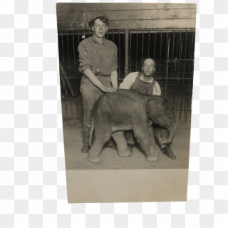 Vintage 1920s Circus Zoo Elephant Animal Trainers Rppc - Vintage Clothing, HD Png Download