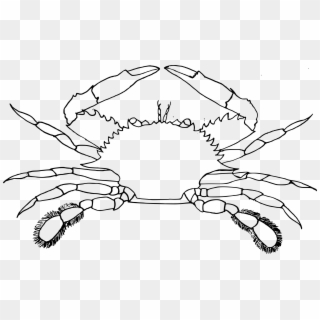 Hermit Crab Clipart Sea Crab - Clip Art Image Of Crab, HD Png Download