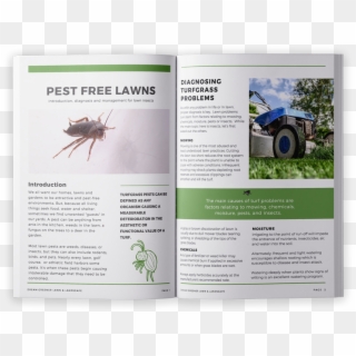 Lawn Disease E-book Download - Japanese Rhinoceros Beetle, HD Png Download