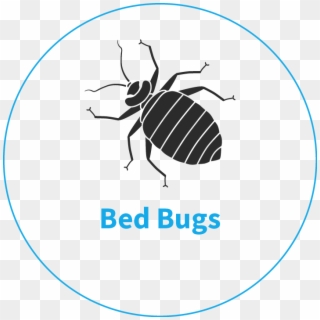 Bed Bug Removal Services, Sja Pest Control King's Lynn - Bed Bug Clipart Black And White, HD Png Download
