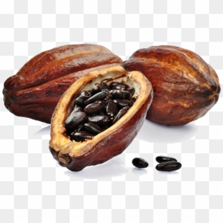 Cacaos Png Download Image - Imagenes De Un Cacao, Transparent Png