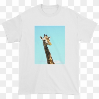Giraffidae, HD Png Download