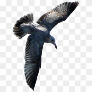 Flying Sea Gull Transparent Image Number Three - Burung Terbang Png, Png Download