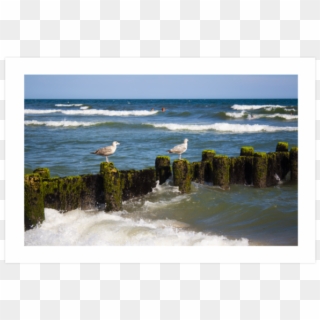 Nyc Seaguls - Picture Frame, HD Png Download