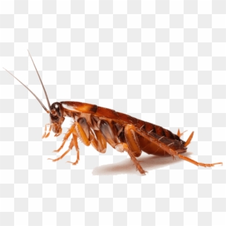 Cockroaches - Cockroach Png - Cockroach And Spider, Transparent Png