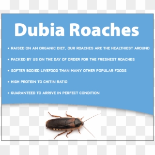 Dubia Roaches - Cockroach, HD Png Download