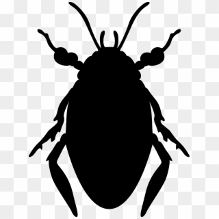 Beetle/roaches - Beetle, HD Png Download