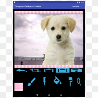 Puppy Labrador, HD Png Download