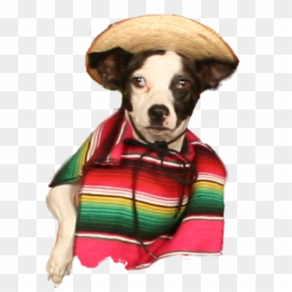 Pancho Villa , Png Download - Companion Dog, Transparent Png