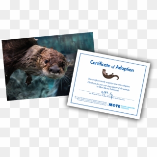 Items Included In E-pal Package - Sea Otter, HD Png Download