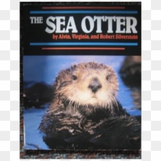 Screen 2 On Flowvella - Sea Otter, HD Png Download