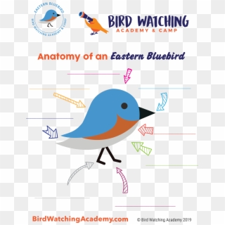 Bird Watching Academy & Camp Subscription Boxes - Imagenes De Educacion Fisica, HD Png Download
