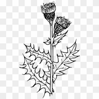 Creeping Thistle Drawing Flower Milk Thistle - Thistle Clipart Black And White, HD Png Download