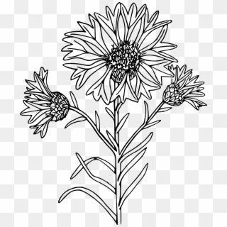 Black And White Drawing Of A Thistle - Coloring Page, HD Png Download