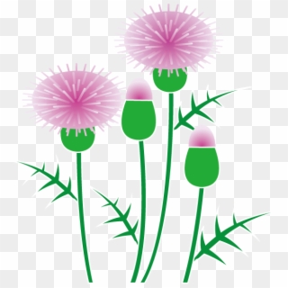 Thistle Clipart - Pink Thistle Clipart, HD Png Download
