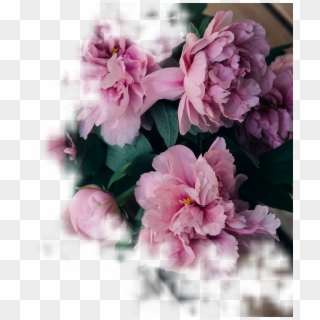 Wholesale Prices So That You Can Create Your Own Amazing - Peony Flowers, HD Png Download