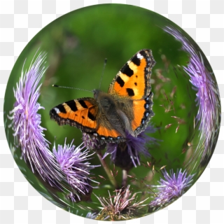 Glass Ball, Ball, Butterfly, Tortoiseshell, Thistle - Bola De Cristal Con Mariposa, HD Png Download