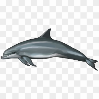Delfin Png, Transparent Png