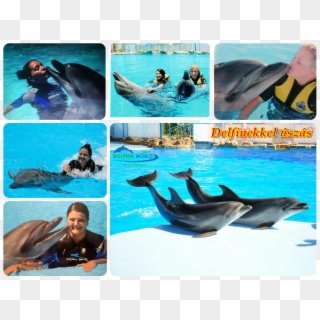 Delfin Show És Úszás Lido Tours Egyiptom Hurghada Marsa - Egyiptom Delfinekkel Úszás, HD Png Download