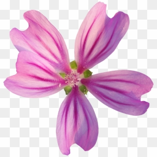 Fleur 34 Photogriff - Fleurs Png, Transparent Png