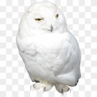 White Owl Png Picture - Snowy Owl, Transparent Png