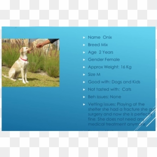 Onix Adopted Into A Forever Home - Labrador Retriever, HD Png Download