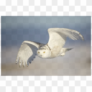 Birds Flying Up Close, HD Png Download