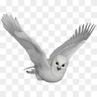 Posted By Rj At - Snowy Owl, HD Png Download