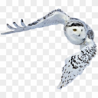 #snowy Owl In Flight Thomas, Oklahoma - Greenland Animals Pictures With Names, HD Png Download