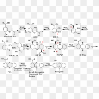 Pyocyanin Biosynthesis - Phenazine Biosynthesis, HD Png Download