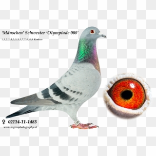 Hhh - Extreme Long Distance Pigeons, HD Png Download