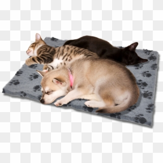 Cat Dog Beds - Asian, HD Png Download