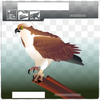 Osprey Png Images - Osprey Clip Art, Transparent Png