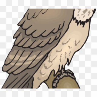 Owl, HD Png Download