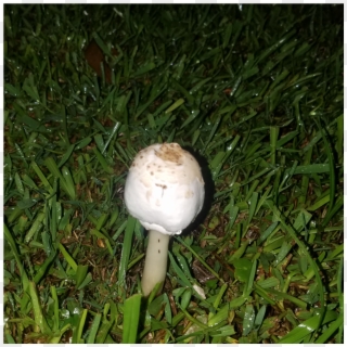 My Mystery Shroom Story - Grass, HD Png Download