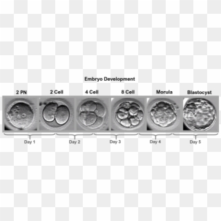 Embryo Development Timeline - Medical Imaging, HD Png Download