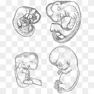 Human Embryonic Development Human Embryonic Development - Sketch, HD Png Download