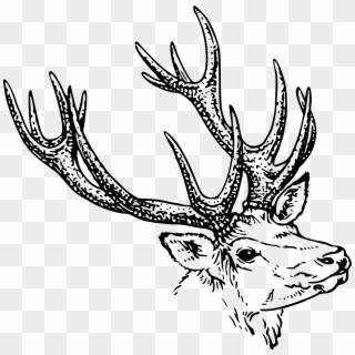 Library Deer Head Clipart Black And White - Animal Horn Clipart, HD Png Download