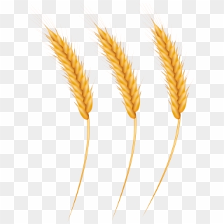 Wheat Grains Png Clip Art Image - Grains Png, Transparent Png