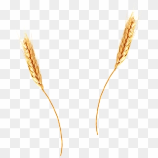 Wheat Png - Wheat Ear Png, Transparent Png