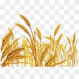 Wheat Png - Transparent Background Grain Png, Png Download