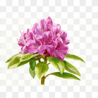 Painting Png Background Image - Rhododendron Painting, Transparent Png